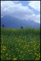 Fields with yellow mustard, below the Jade Dragon mountains. Baisha, Yunnan, China (color)