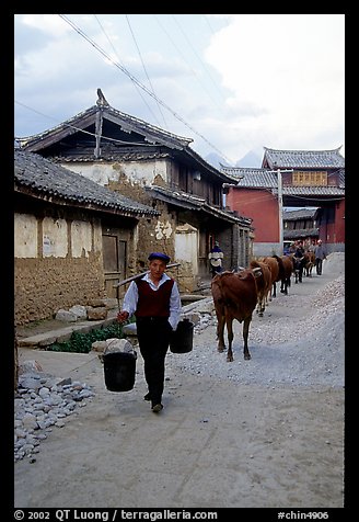 Through village streets with the cows. Baisha, Yunnan, China