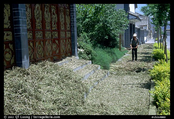 Grain being dried on the street. Dali, Yunnan, China (color)