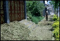 Grain being dried on the street. Dali, Yunnan, China (color)