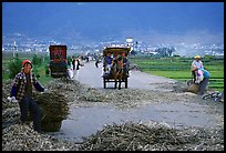 Grain being layed out on a country road (threshing). Dali, Yunnan, China