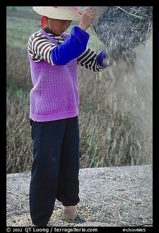 Woman sorts grain from hulls by pouring from a basket (winnowing). Dali, Yunnan, China (color)