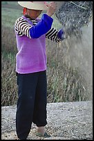 Woman sorts grain from hulls by pouring from a basket (winnowing). Dali, Yunnan, China