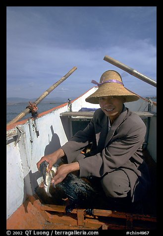 Cormorant fisherman recovers a fish from the throat of one of his birds. Dali, Yunnan, China (color)