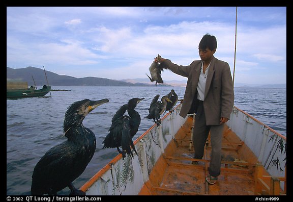 Cormorant fisherman regroups his birds at the end of fishing session. Dali, Yunnan, China (color)