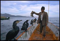 Cormorant fisherman regroups his birds at the end of fishing session. Dali, Yunnan, China