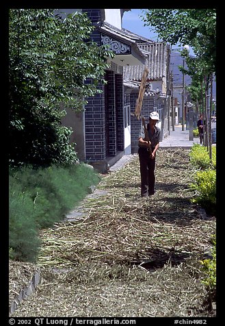 Grain being dried on the street. Dali, Yunnan, China (color)