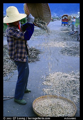 Woman sorts grain from hulls by pouring from a basket. Dali, Yunnan, China (color)