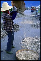 Woman sorts grain from hulls by pouring from a basket. Dali, Yunnan, China