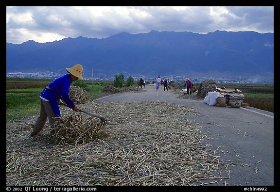 Grain layed out on a country road. Dali, Yunnan, China