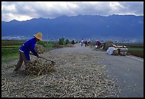 Grain layed out on a country road. Dali, Yunnan, China