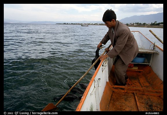 Cormorant fisherman catches one of his birds to retrieve the fish it caught. Dali, Yunnan, China