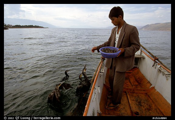 Cormorant fisherman feeds small fish to his birds as a prize for catching large fish. Dali, Yunnan, China