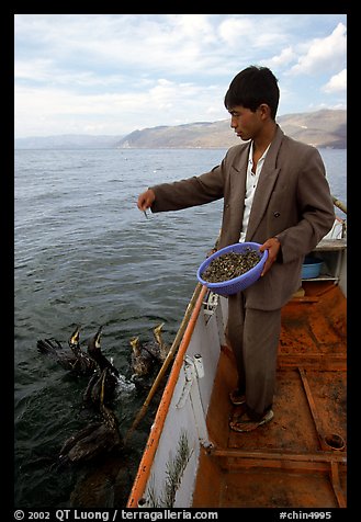 Cormorant fisherman feeds small fish to his birds as a prize for catching large fish. Dali, Yunnan, China (color)