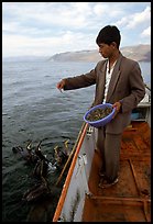 Cormorant fisherman feeds small fish to his birds as a prize for catching large fish. Dali, Yunnan, China (color)