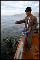 Cormorant fisherman feeds small fish to his birds as a prize for catching large fish. Dali, Yunnan, China