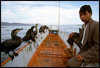 Fisherman and cormorant fishing birds. Dali, Yunnan, China (color)