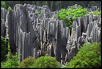 Trees and grey limestone pillars of the Stone Forest, split by rainwater. Shilin, Yunnan, China