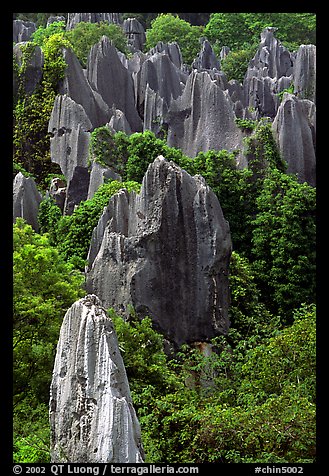 Trees and grey limestone pillars of the Stone Forest, eroded into fanciful forms. Shilin, Yunnan, China (color)