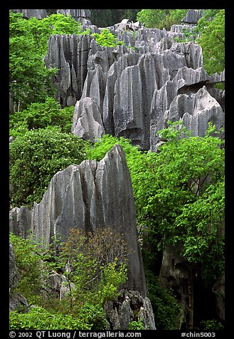 Details of maze of grey limestone pinnacles of the Stone Forst. Shilin, Yunnan, China
