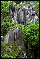 Details of maze of grey limestone pinnacles of the Stone Forst. Shilin, Yunnan, China