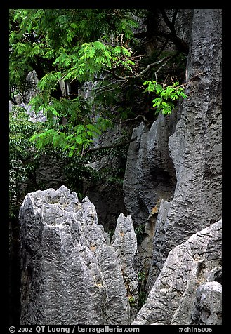 Details of grey limestone pinnacles of the Stone Forst. Shilin, Yunnan, China (color)