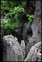 Details of grey limestone pinnacles of the Stone Forst. Shilin, Yunnan, China ( color)