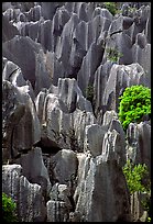 Grey limestone pillars of the Stone Forest. Shilin, Yunnan, China (color)