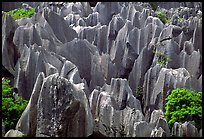 Grey limestone pillars of the Stone Forest. Shilin, Yunnan, China (color)