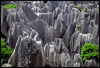 Grey limestone pillars of the Stone Forest. Shilin, Yunnan, China ( color)