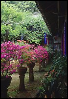 Courtyard of the Wufeng Lou (Five Phoenix Hall) with spring blossoms. Lijiang, Yunnan, China ( color)