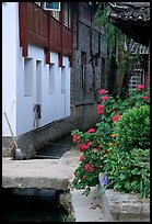 Flowers, canal, and houses. Lijiang, Yunnan, China