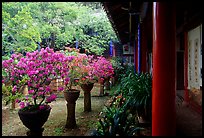 Courtyard of the Wufeng Lou (Five Phoenix Hall) with spring blossoms. Lijiang, Yunnan, China ( color)