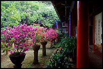 Courtyard of the Wufeng Lou (Five Phoenix Hall) with spring blossoms. Lijiang, Yunnan, China (color)