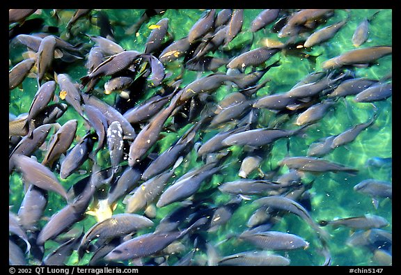 Koi fish in a pond, Black Dragon Pool Park. Lijiang, Yunnan, China (color)
