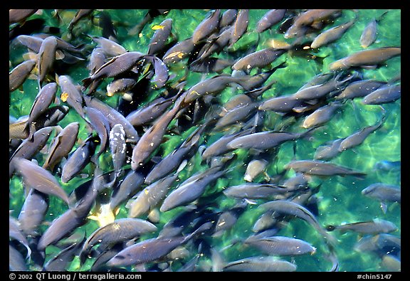 Koi fish in a pond, Black Dragon Pool Park. Lijiang, Yunnan, China