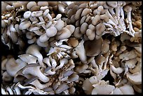 Mushrooms for sale at the market.