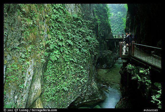 Narrow Gorge between Qingyin and Hongchunping. Emei Shan, Sichuan, China