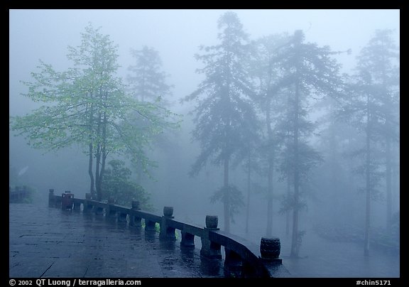 Trees outside Xiangfeng temple in mist. Emei Shan, Sichuan, China