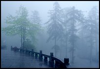 Trees outside Xiangfeng temple in mist. Emei Shan, Sichuan, China