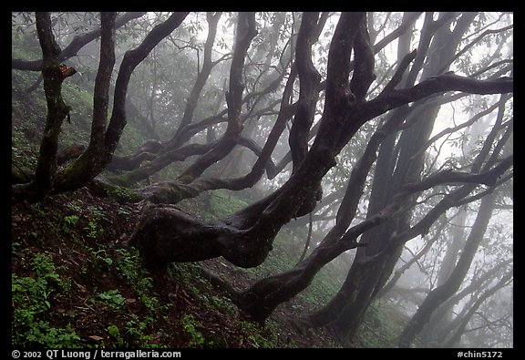 Twisted trees on hillside. Emei Shan, Sichuan, China (color)