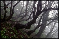 Twisted trees on hillside. Emei Shan, Sichuan, China