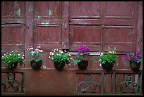 Potted flowers and wooden wall in Bailongdong temple. Emei Shan, Sichuan, China (color)