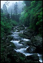 Stream between Qingyin and Hongchunping. Emei Shan, Sichuan, China ( color)