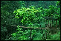 Suspension bridge between Qingyin and Hongchunping. Emei Shan, Sichuan, China