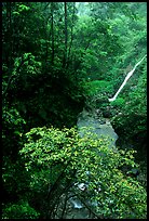 Waterfall between Qingyin and Hongchunping. Emei Shan, Sichuan, China ( color)