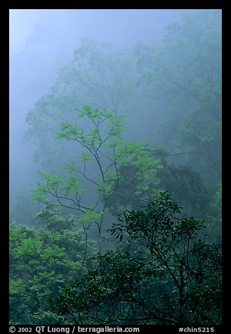 Trees in fog between Qingyin and Hongchunping. Emei Shan, Sichuan, China (color)