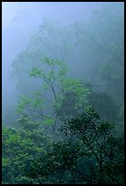 Trees in fog between Qingyin and Hongchunping. Emei Shan, Sichuan, China ( color)