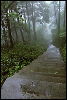 The staircase above Hongchunping. Emei Shan, Sichuan, China ( color)