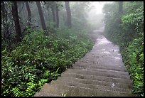 The staircase above Hongchunping. Emei Shan, Sichuan, China